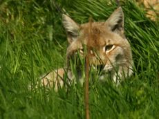 Europäischer-Luchs_8098.jpg